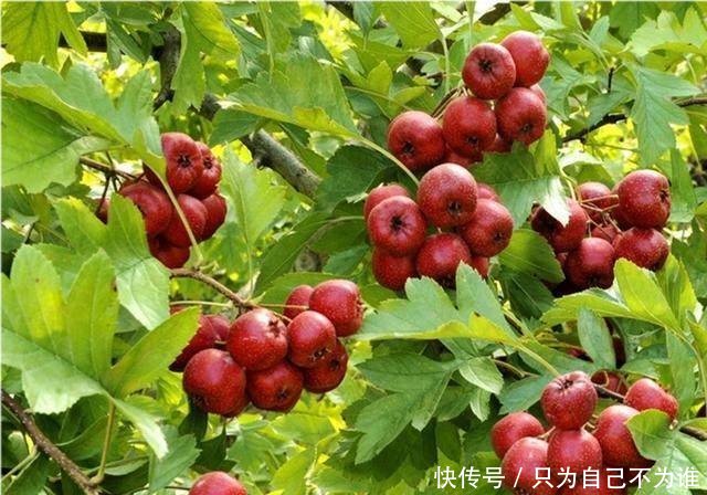 易种植好打理的8大果树,家中庭院种上几棵,年