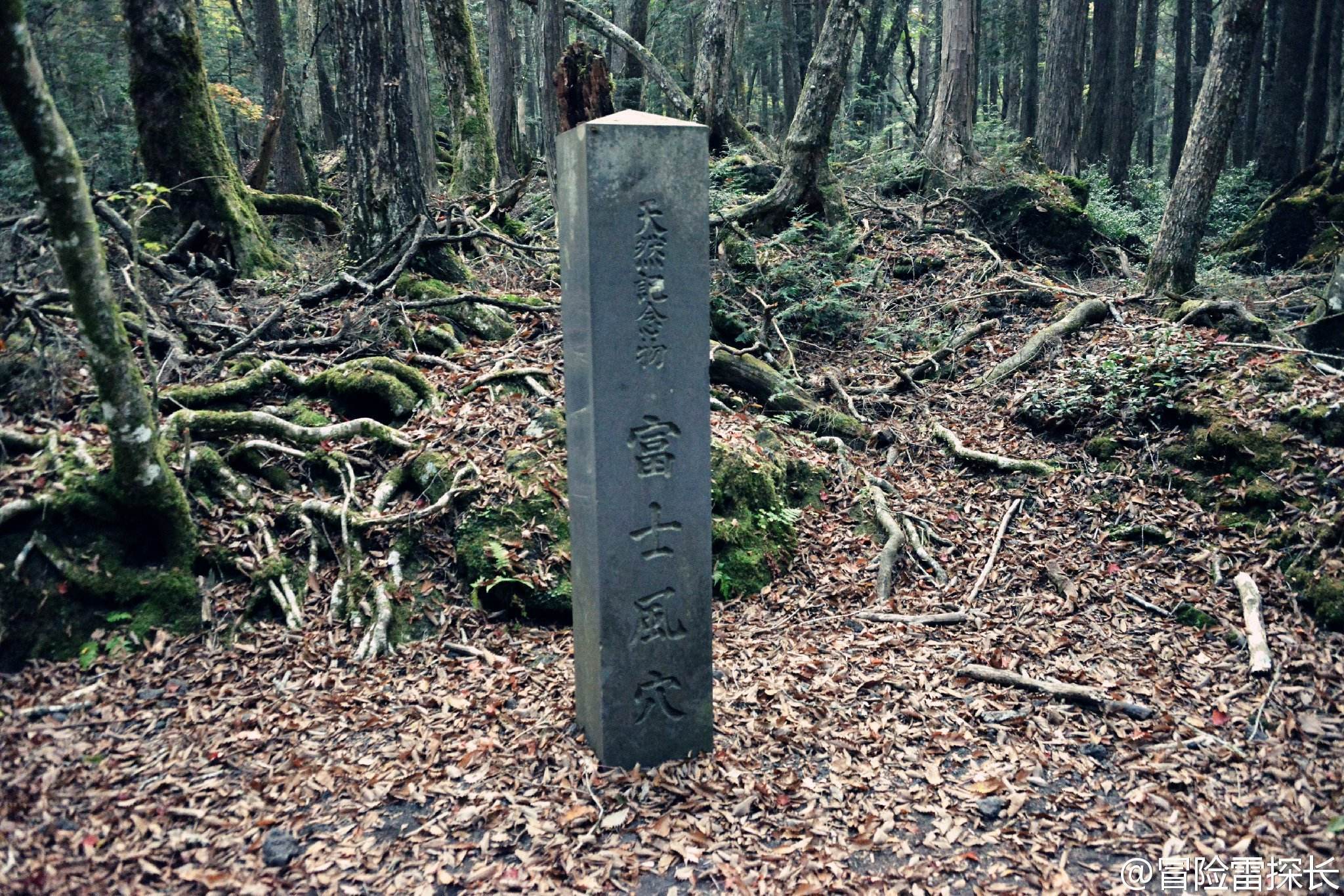 4.日本 青木原树海