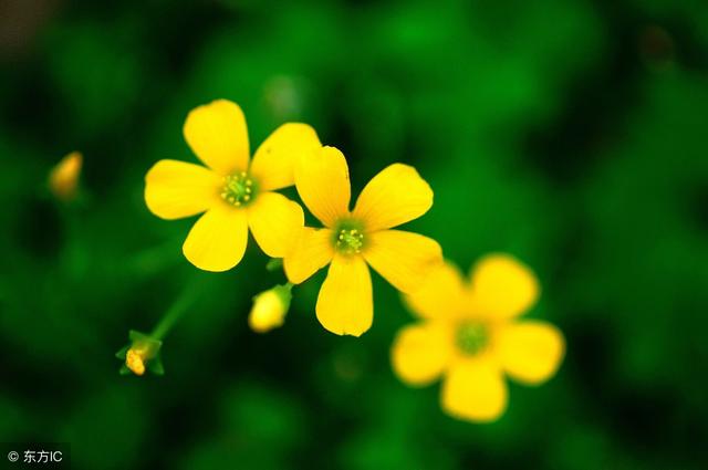 这些带花的诗句,美到极致