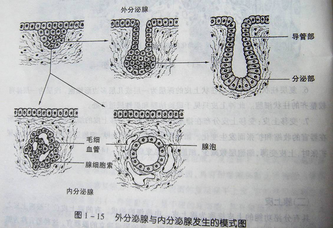 大部分外分泌腺由分泌部与导管两部分组成. 1.