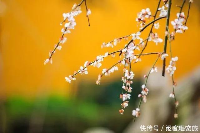 江浙沪又一网红打卡地！有轨电车穿过海棠花海，2元直达太湖