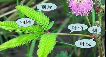 含羞草是什么样子