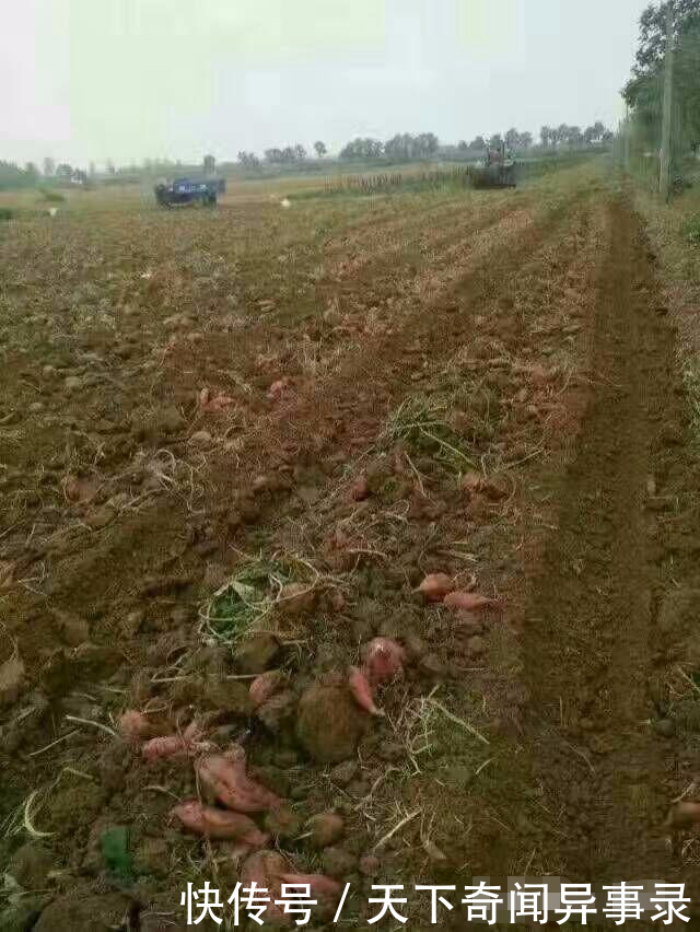 农村小伙致富做红薯粉条,市场上20元一斤供不