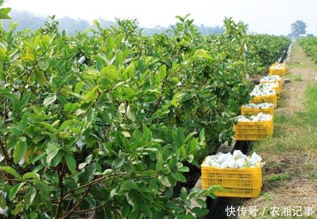 农民夫妇芭乐果园套种它,一亩双丰收,年入十几万元