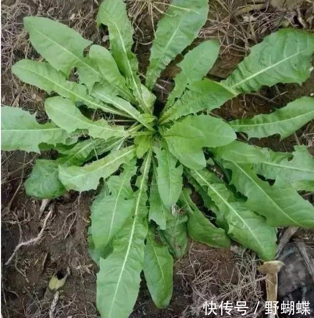 三种常见小植物,酒精肝、糖尿病、痛风的人要