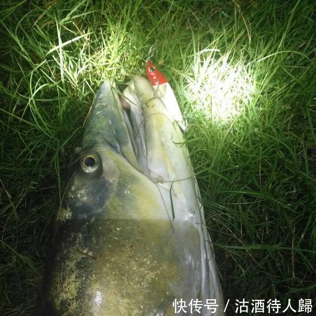 重庆长江段,1.7米长大鱼出水,渔民三十年没见过!