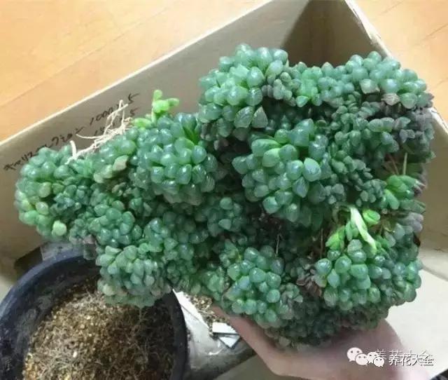 玉缀  