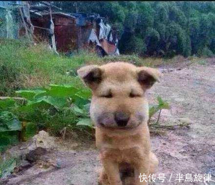 柳岩大胆说出李诞长得像狗周杰伦孙红雷不服