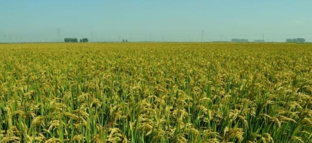 什么是农村合作社