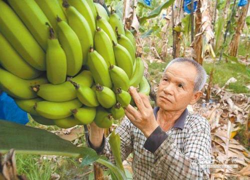 被菲蕉越蕉接连打趴 台当局却不敢说出台蕉价崩真相