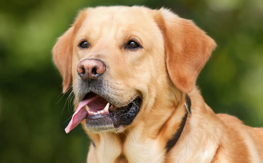 拉布拉多犬训练方法