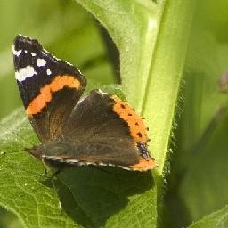 机器人大擂台 利剑vs未来战舰