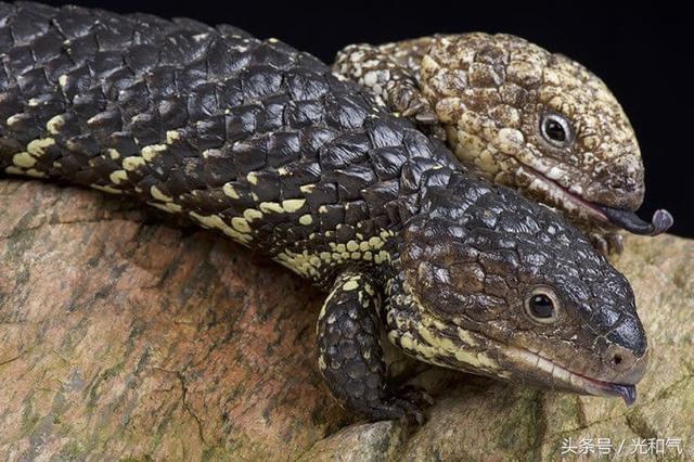 动物中的一夫一妻行为,为爱终老矢志不渝,很值