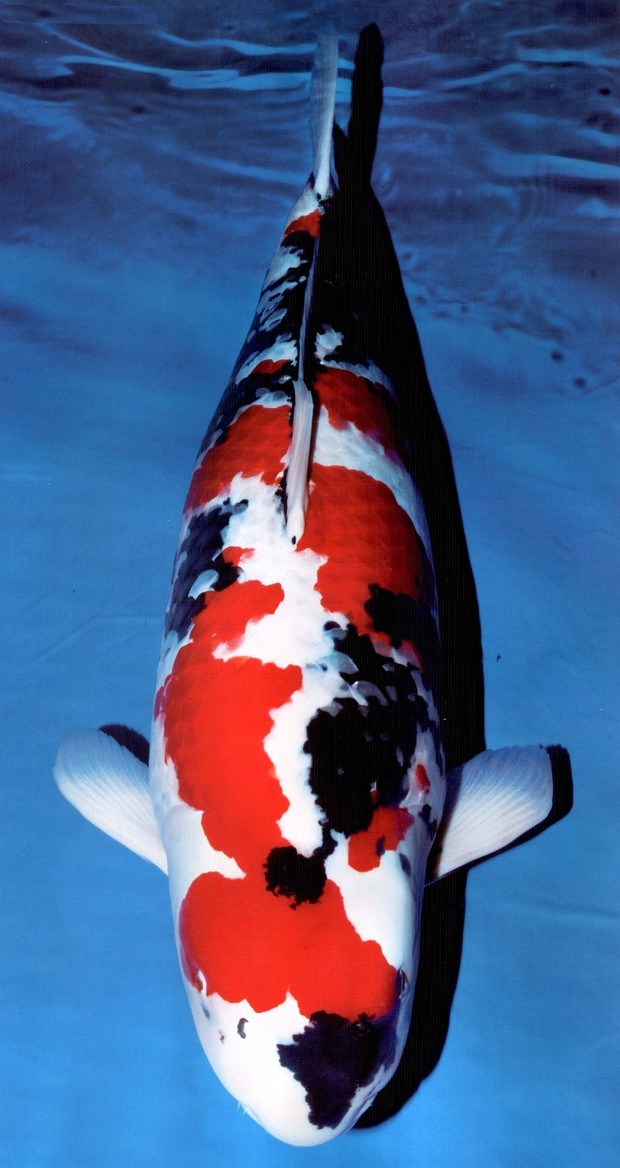 最好看的冷水鱼都有什么?家养,有附图更感谢。