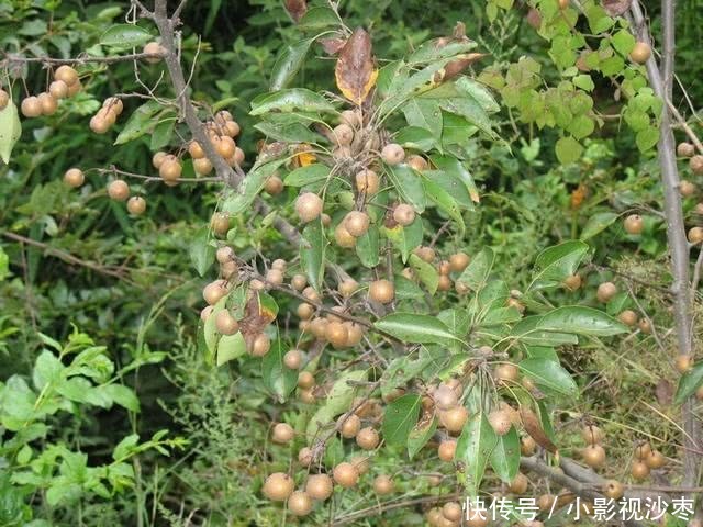 农村最常见的几种野果合集,快来看看,你见过多