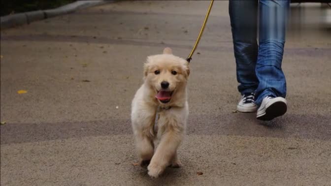 金毛犬小吉_高清-视频 短片