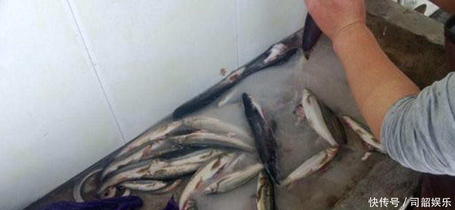 藏区基本没人钓鱼，高山冷水鱼的密度很大