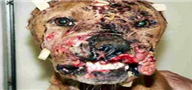 斗狗 比特犬斗狗