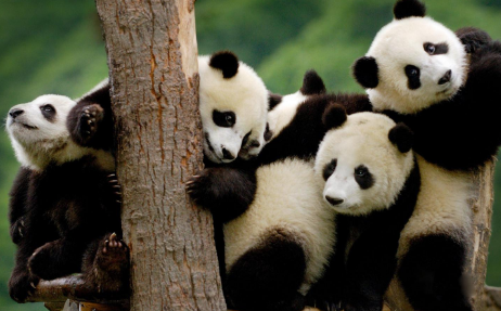 大熊猫为什么数量稀少? 导致大熊猫数量稀少的原因是什么?|大熊猫|为什么-知识百科-川北在线-川北全搜索