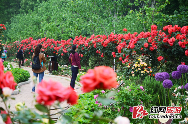 5·1出游计 | 长沙,有条飘满彩色香气的玫瑰花径