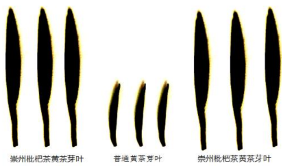 数十株野生千年古茶树 60年被埋没深山