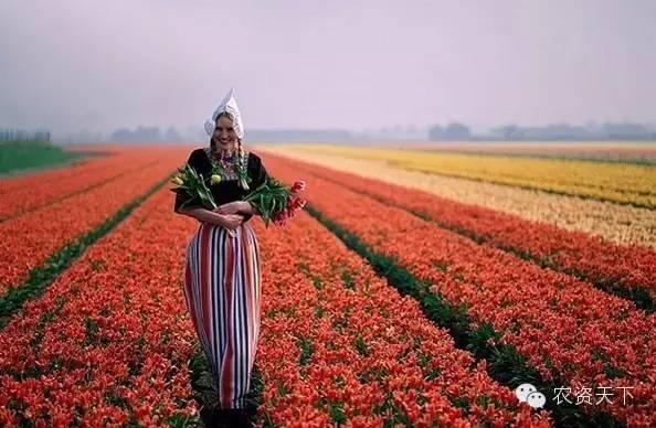 看看荷兰的互联网+农业,你还敢满足现状吗?