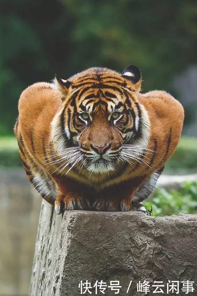 动物界的战斗机,肌肉虬结