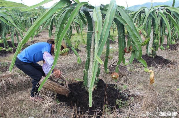 火龙果开花结果期要增施钾、镁肥!否则容易甜