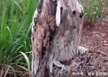 男子野外游玩发现一块奇怪的木头,刚一靠近,木头下了个蛋跑了