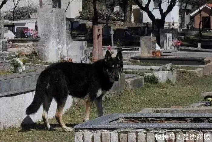 主人去世，爱犬随之消失，11年后真相大白：我愿一生孤独，只为爱