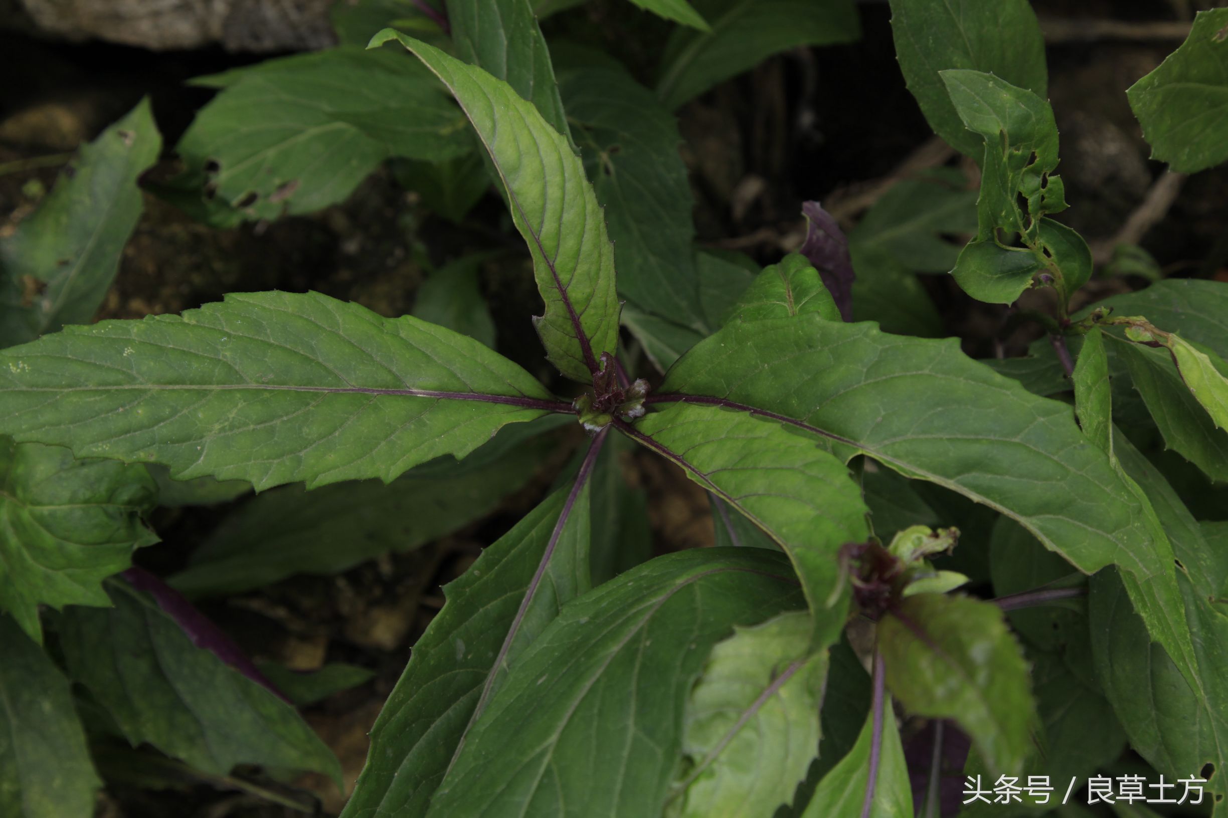 紫背菜,和乌骨鸡炖了吃,可以治疗肺结核病,好药