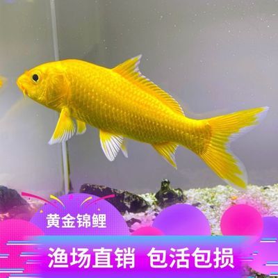 龍魚吐白色絮狀物怎么回事?。堲~口吐白色物）