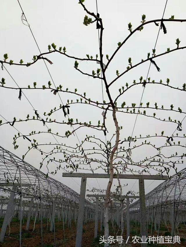 软枣猕猴桃最简单实用栽植管理技术