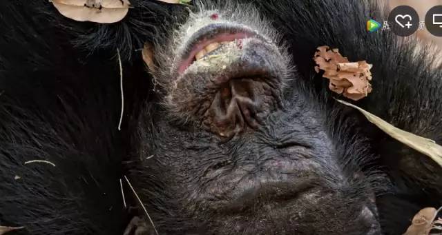 豆瓣9.7,只出精品的BBC,又一次让人跪了!