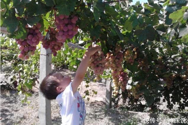 这位农民的果园,从负债到盈利,仅仅只是转变了