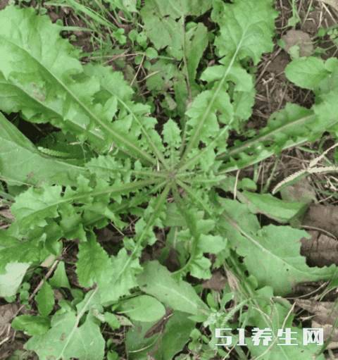 一种生于路边的尿床草,竟然是胃炎和肝炎的福音!