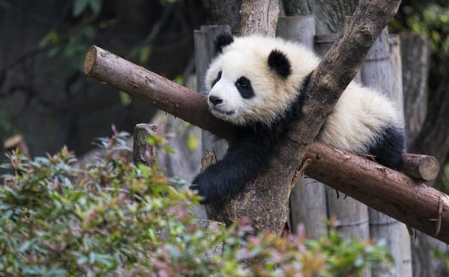 成都看熊猫最佳去处:面积很大,可近距离感受熊