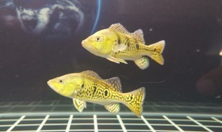 Exploring the World of <strong><mark>Aquatic</mark></strong>s at Rivas <strong><mark>Aquatic</mark></strong> Shops: A Comprehensive Guide to Location, Distribution, Business Hours, and Products