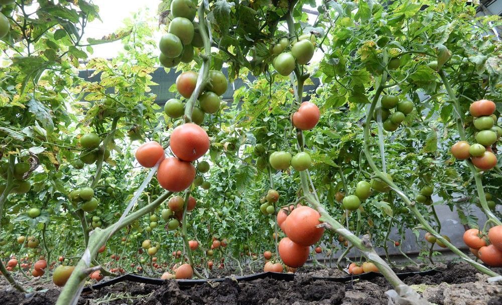 10元一斤的西红柿,比市场上贵3倍,为什么还吸