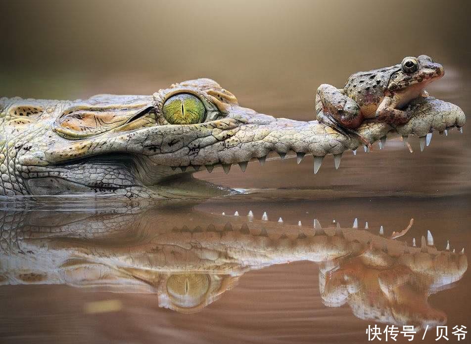 壁虎蜥蜴乌龟,蛇鳖鳄鱼寿命一个比一个长,爬行