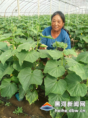 小黑河村大棚蔬菜陆续上市