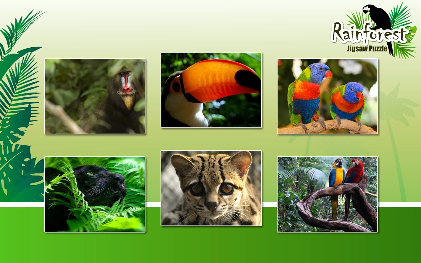 Rainforest Animals Puzzle截图5