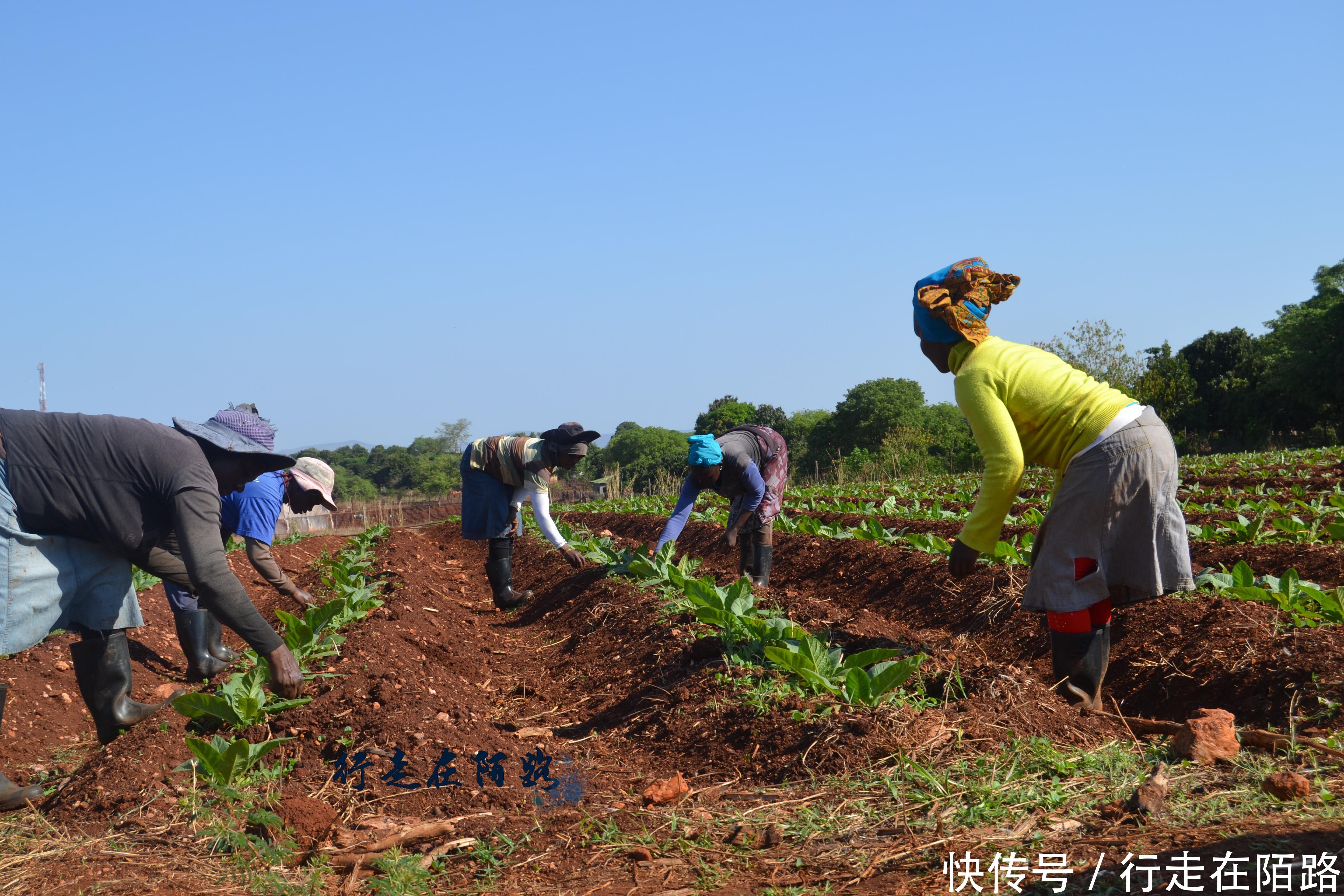 南非再次土改:白人掌控的72%农地被均分,500