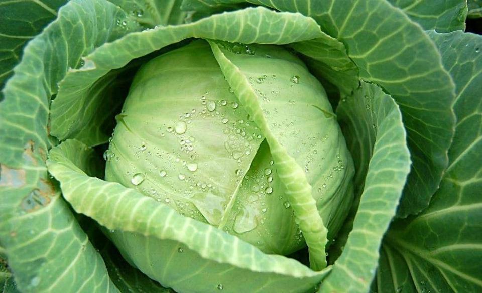 幽门螺旋杆菌的最强天敌,3种方法防治,比吃药