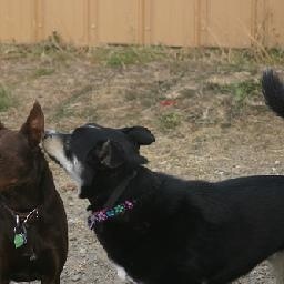 roadfc 敖日格乐 ROADFC 功夫熊猫敖日格乐