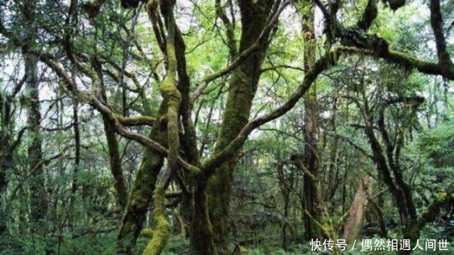 远征军老兵揭秘:野人山上的这两种东西,才是使