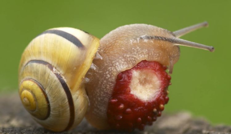 世界上牙齿最多的动物居然是蜗牛!数量大概有