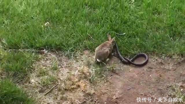 蛇差点吃了兔子的3个孩子,被兔妈连追带赶的狂