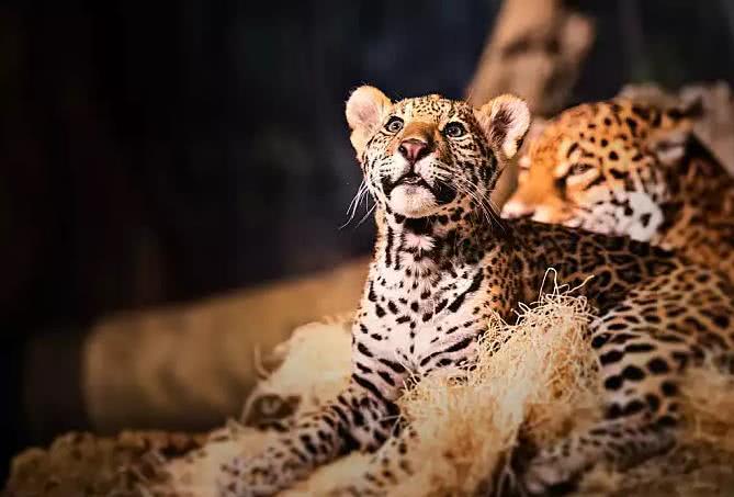 5只大型猫科动物宝宝,长大后每一只都可以把你