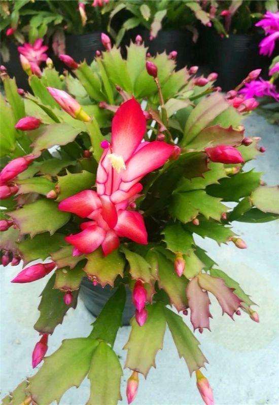 现在嫁接蟹爪兰,1招就能活,蹭蹭往外长新芽!